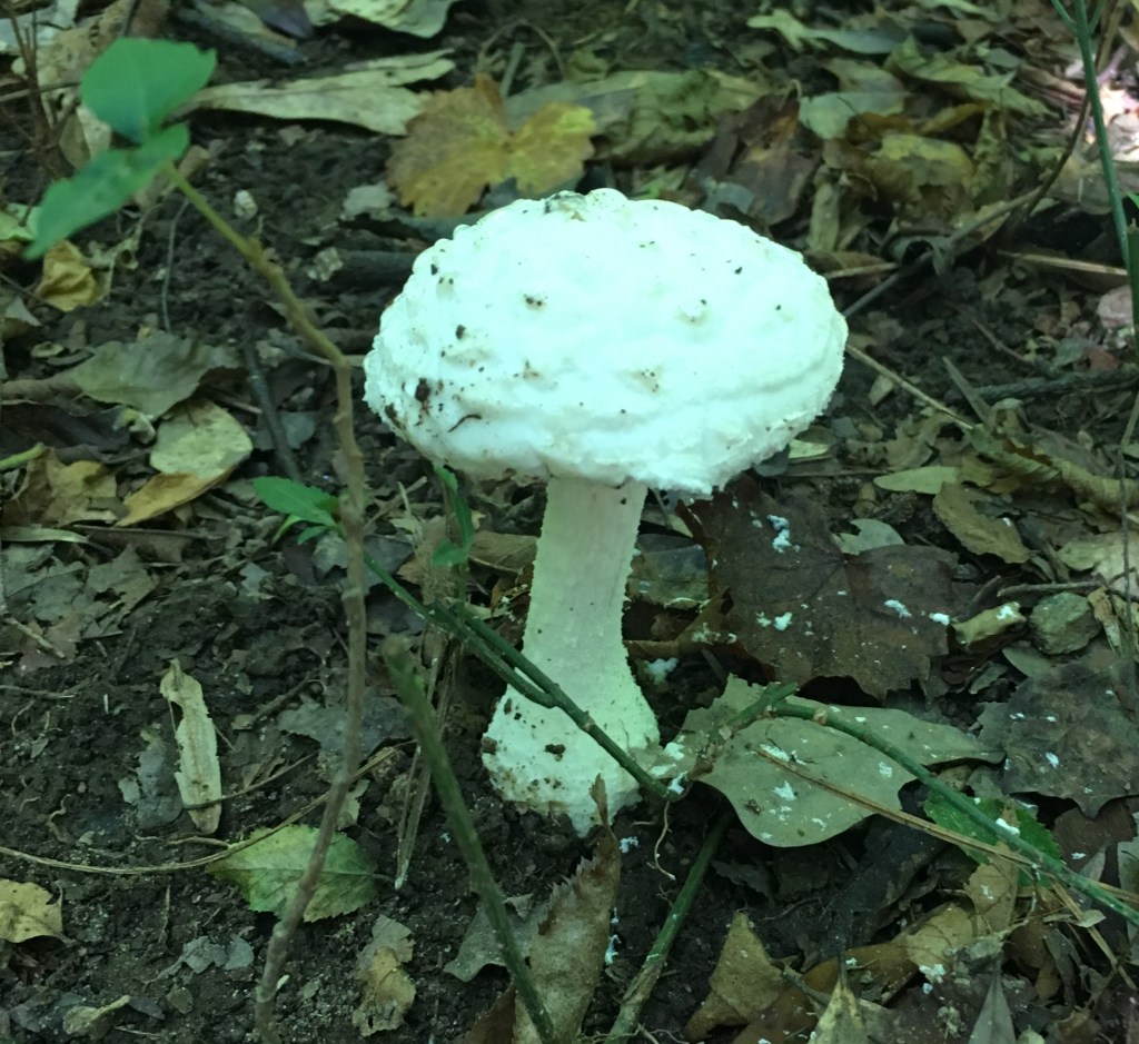 Amanita awkwardchair
