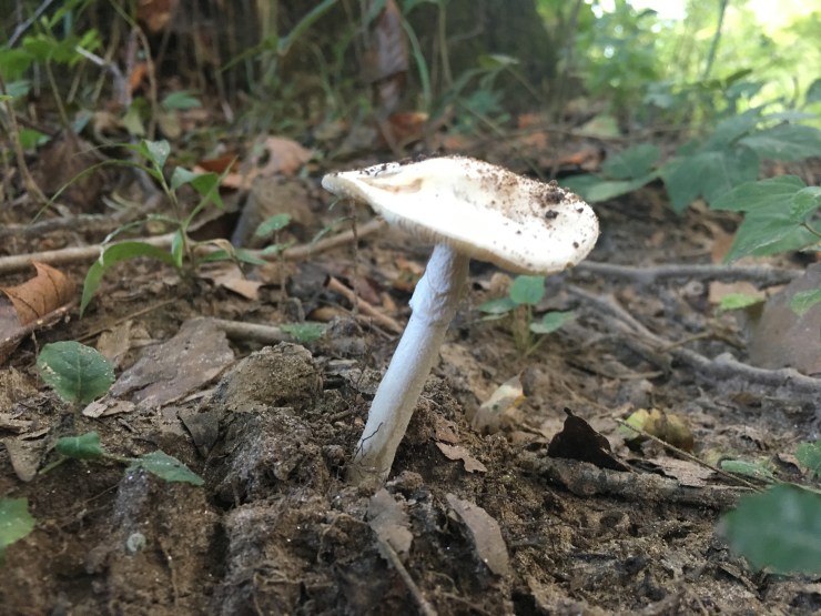 Amanita toomuchmascara