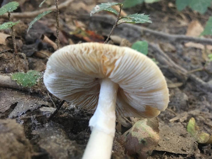 Amanita toomuchmascara
