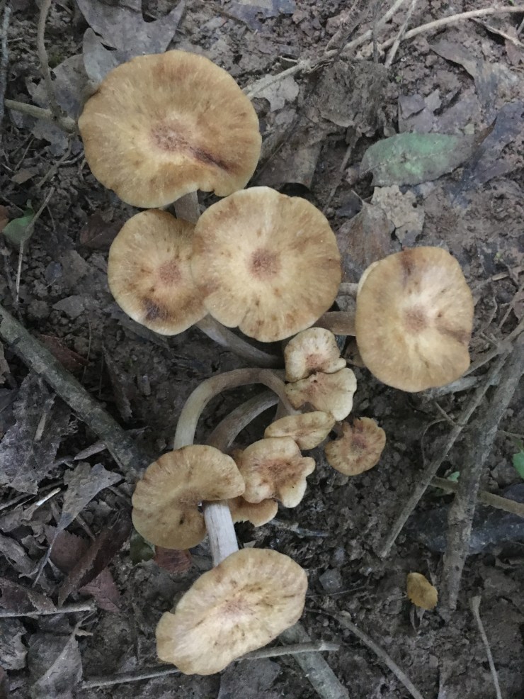 Armillaria youcanquitanytime