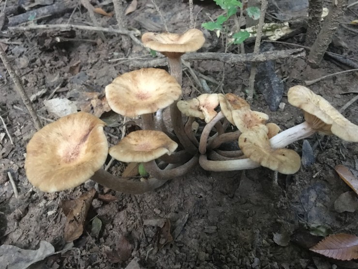 Armillaria youcanquitanytime