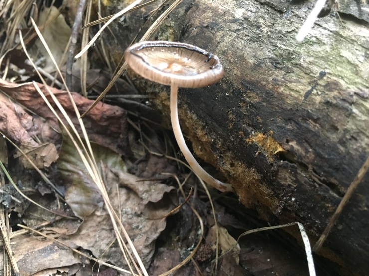 Coprinopsis cantyoutakeajoke