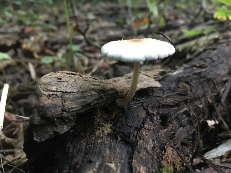 A flower shaped mushroom.