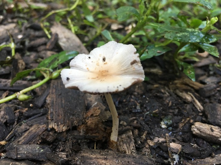 A yellow and white mushroom.