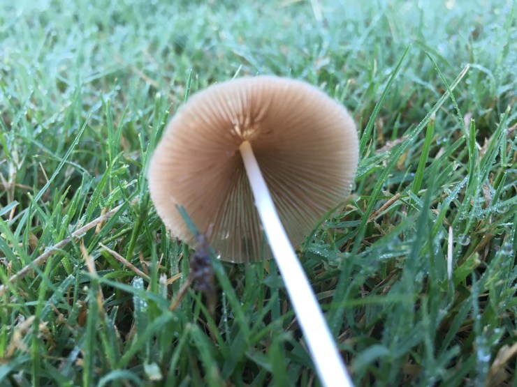 A mushroom on its side showing its gills.