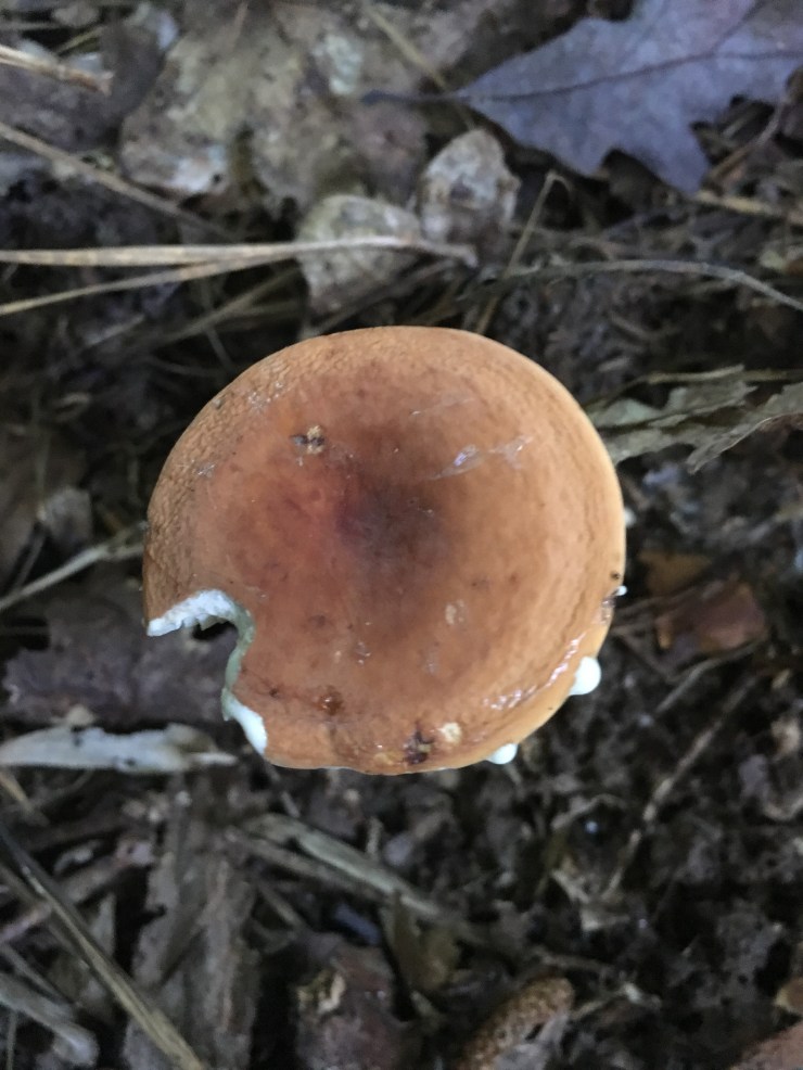 Lactarius youbelongtome