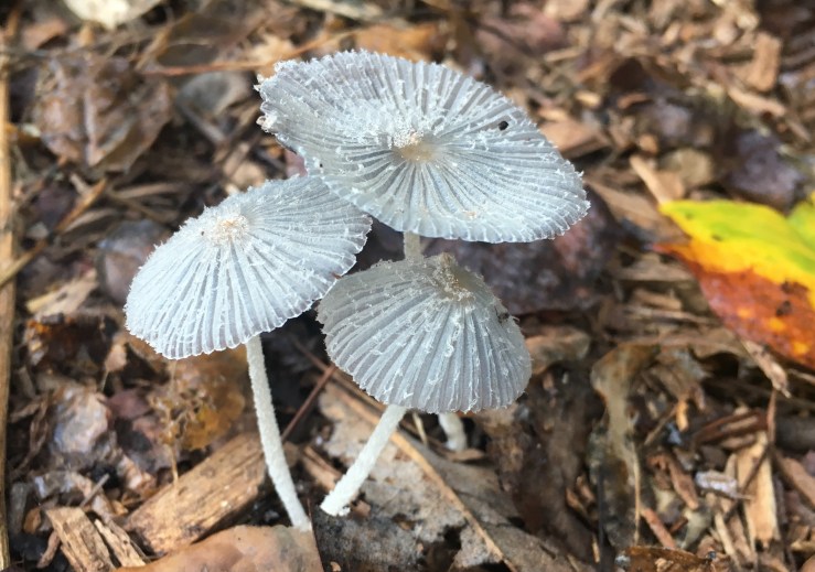 Parasola youcouldcallonceinawhile The Fainting Matriarch