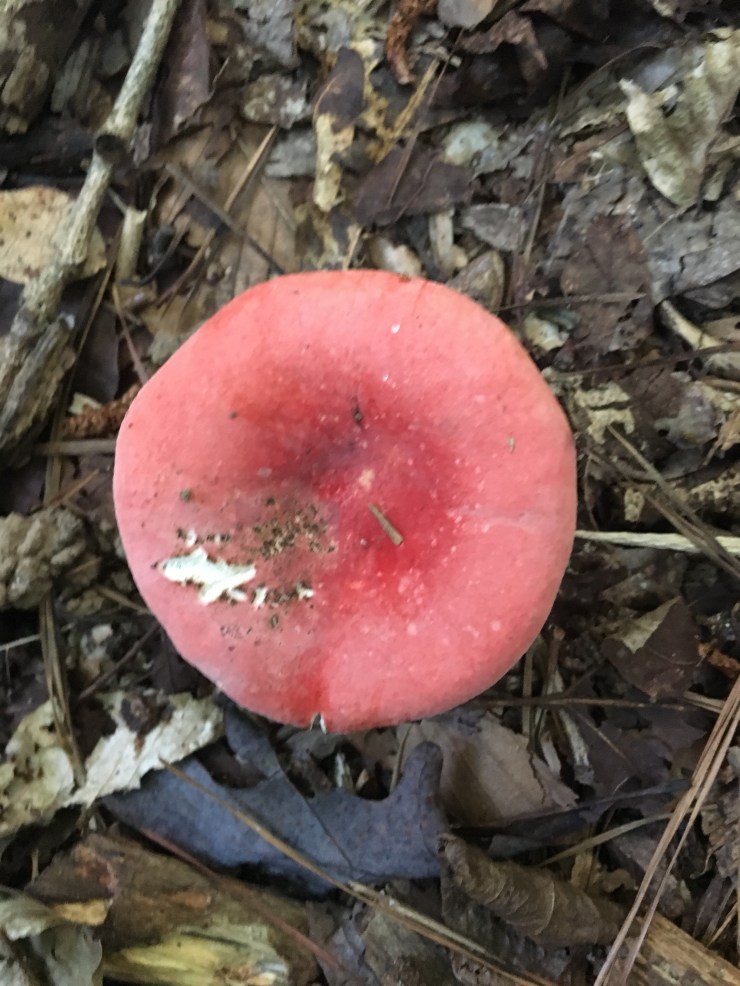 Russula thisisallyourfault