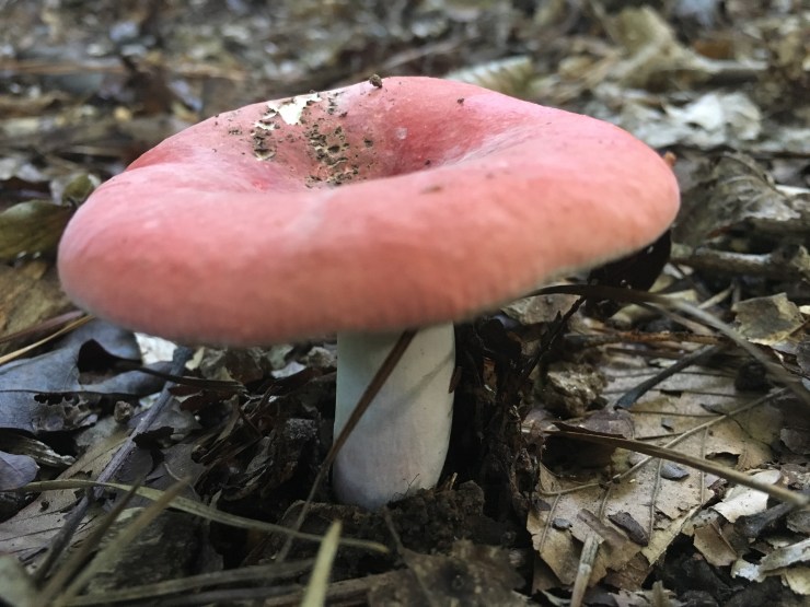 Russula thisisallyourfault