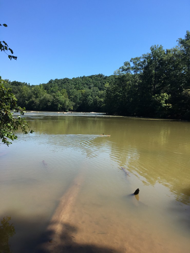 A still river with ducks swimming in it.