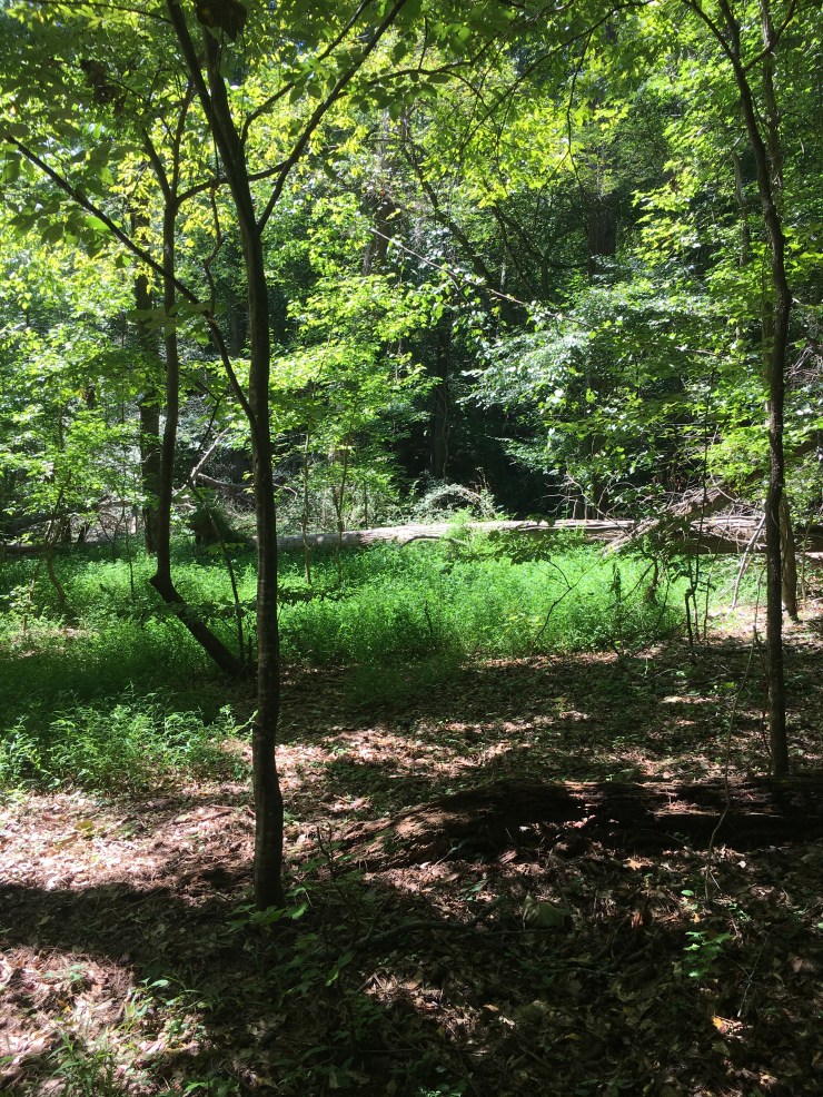 Flat forest area with many ferns.