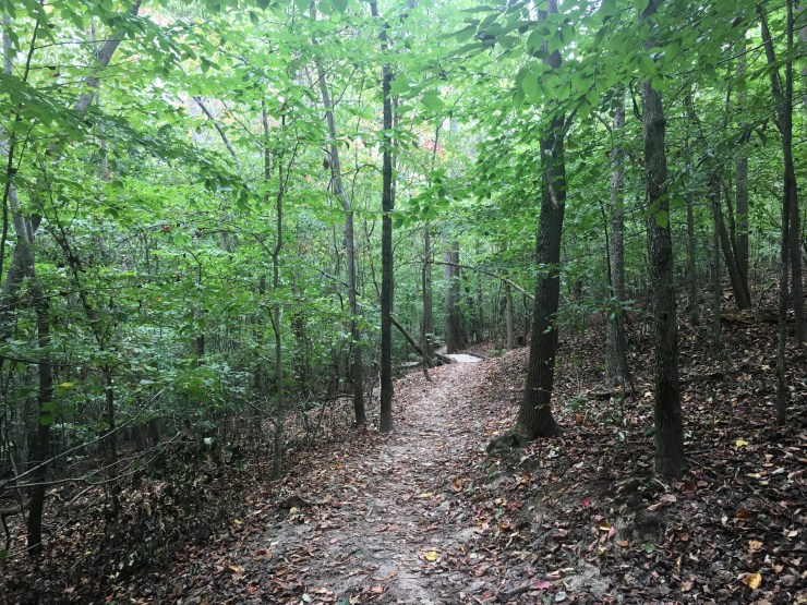 Trail winding through the forest to a small bridge.