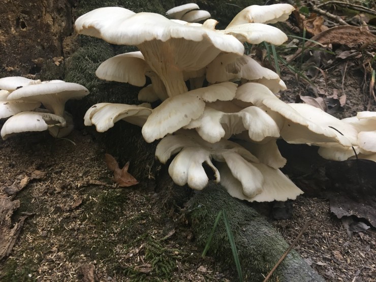 Oyster mushrooms growing on a tree.