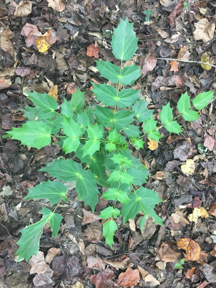 Holly bush viewed from the top.