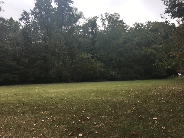 An open, grassy field.