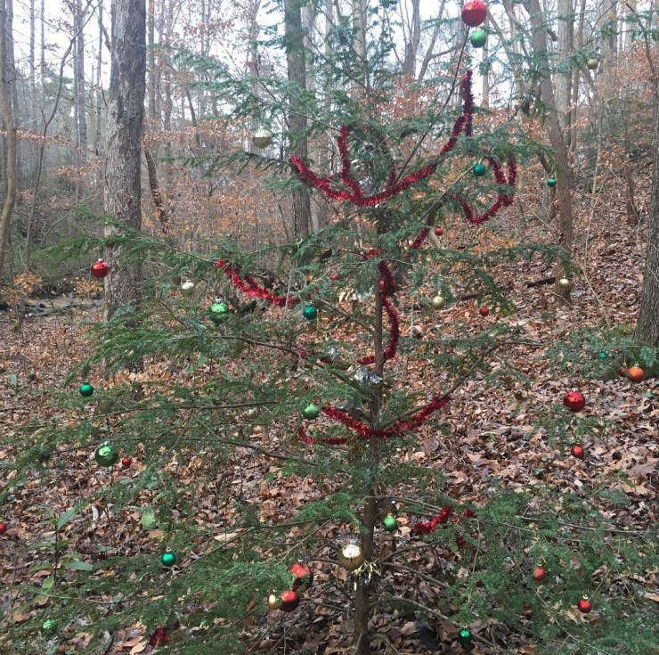 A Christmas tree in the forest.