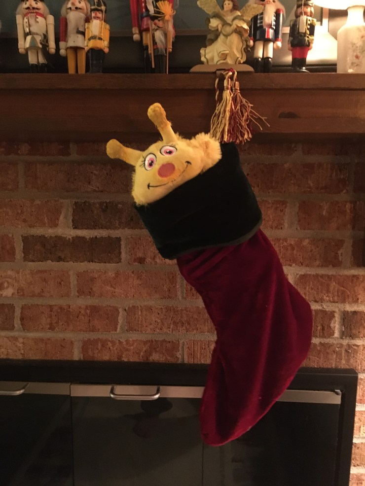 A banana slug in a Christmas stocking.