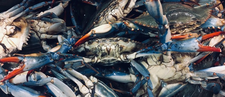 A blue crab displaying its claws.