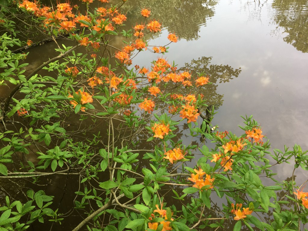 Flame azalea.