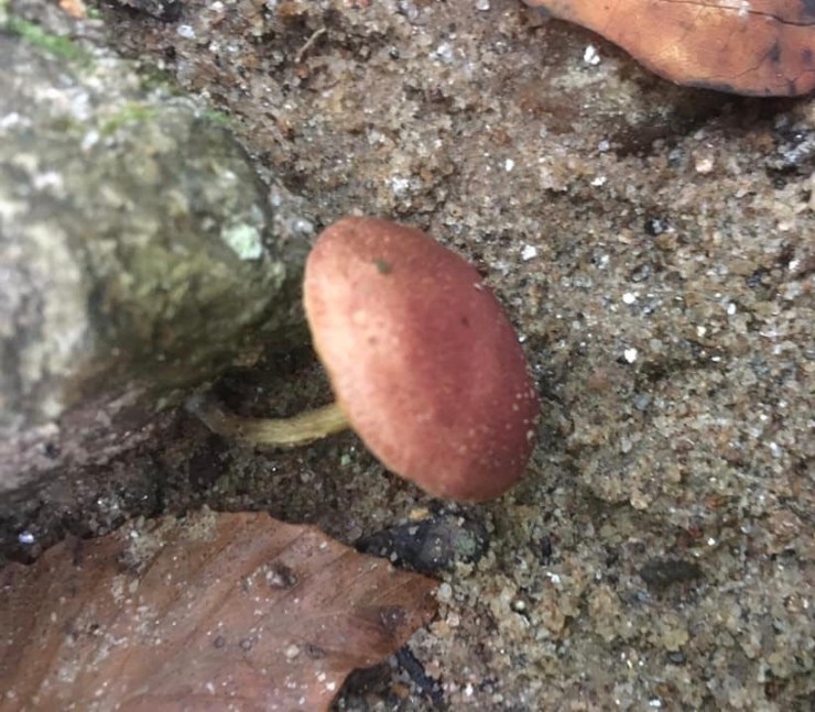 Bleeding fairy cap mushroom.