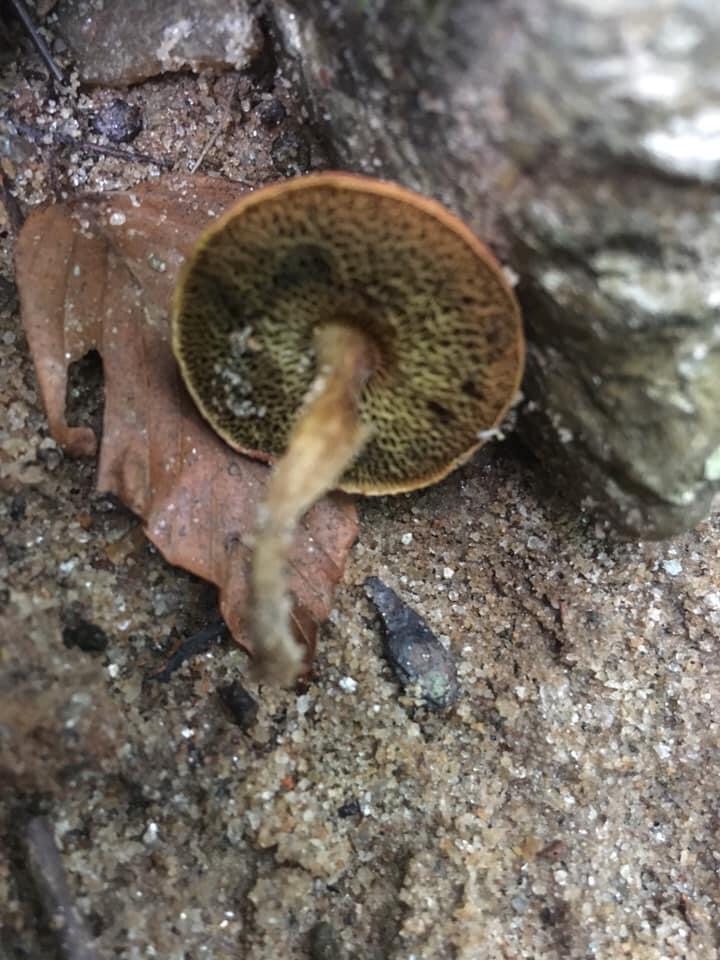 Bleeding fairy cap mushroom.