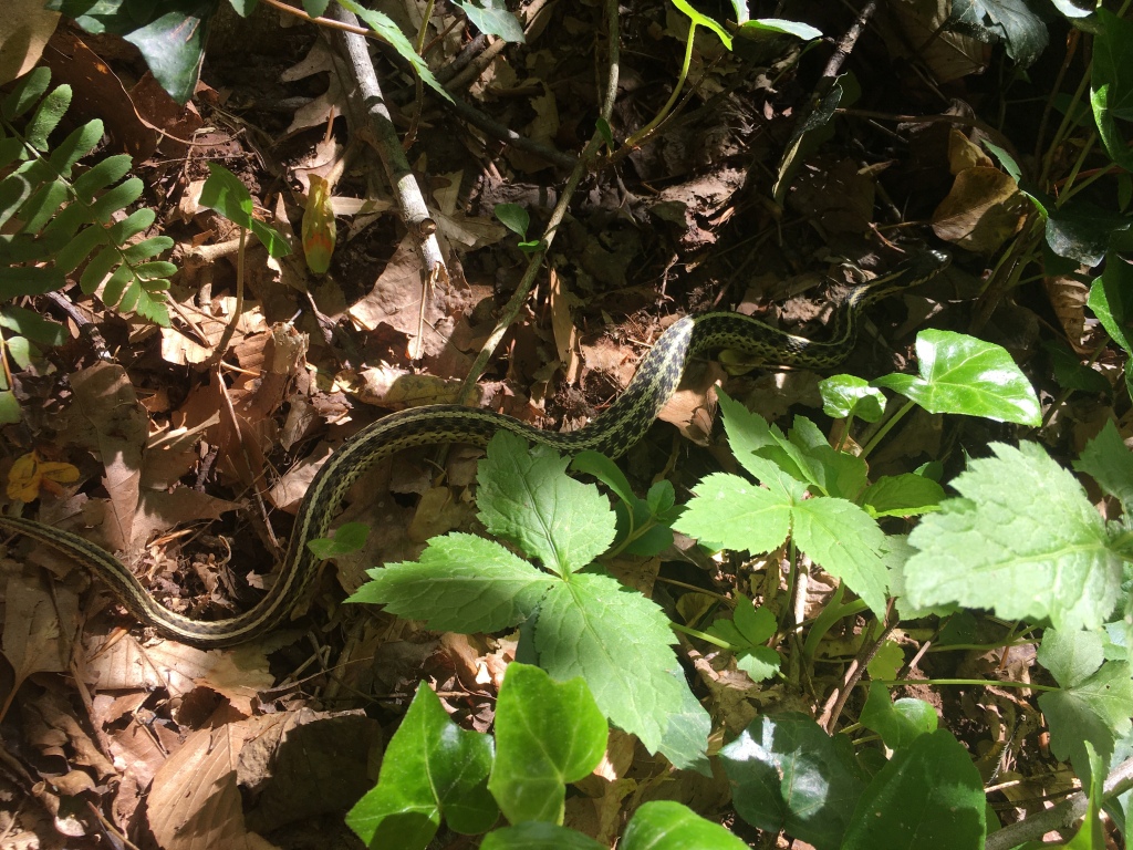 Eastern garter snake.
