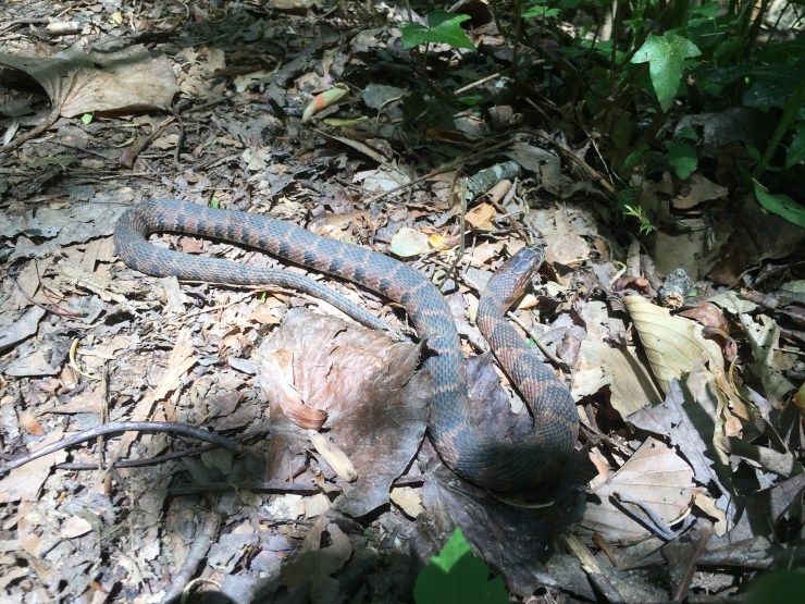 Red bellied water snake.