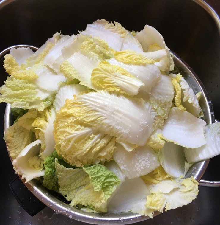 Cabbage just after salting.
