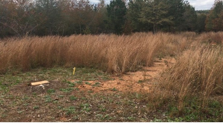 Field of switchgrass.
