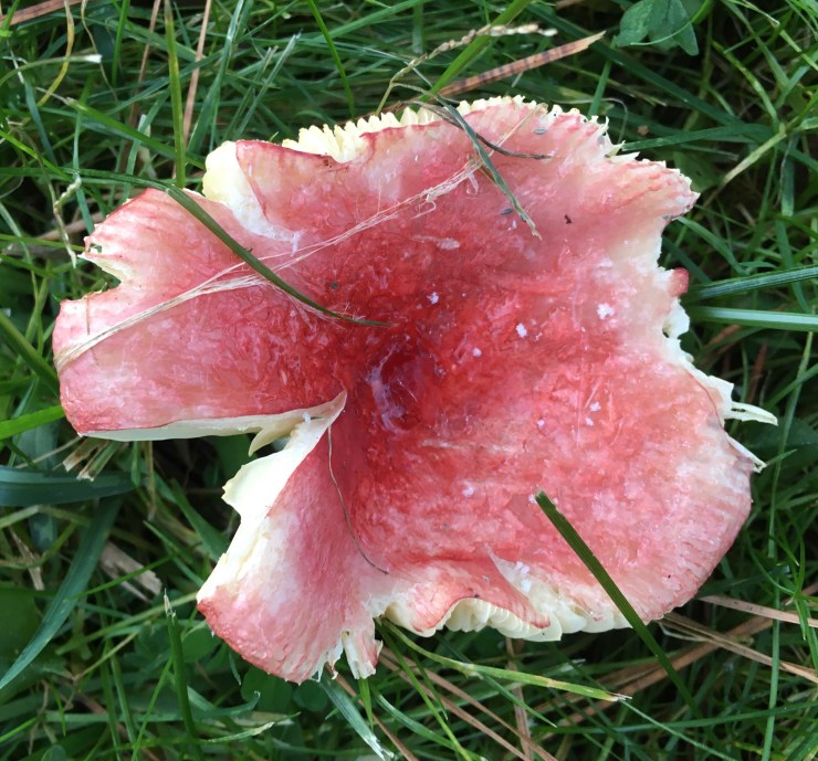 Russula culturewars Common name: The Sickener