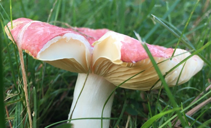 Russula culturewars Common name: The Sickener