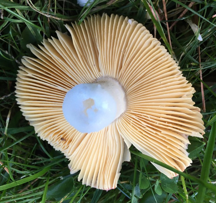 Russula culturewars Common name: The Sickener