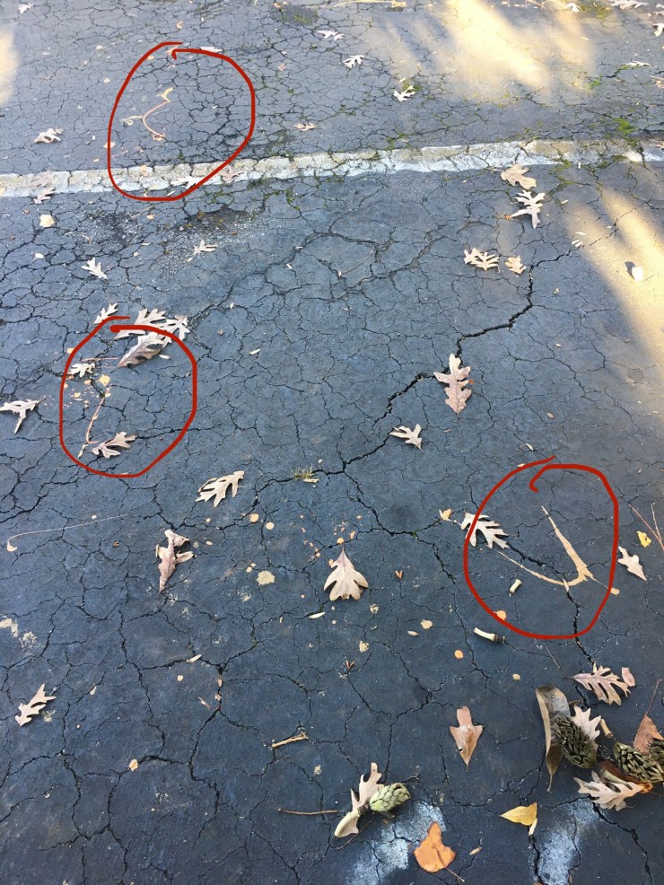 Highlighted paint splatters on asphalt.