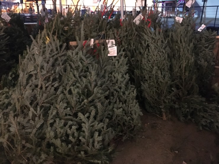 Christmas tree lot.