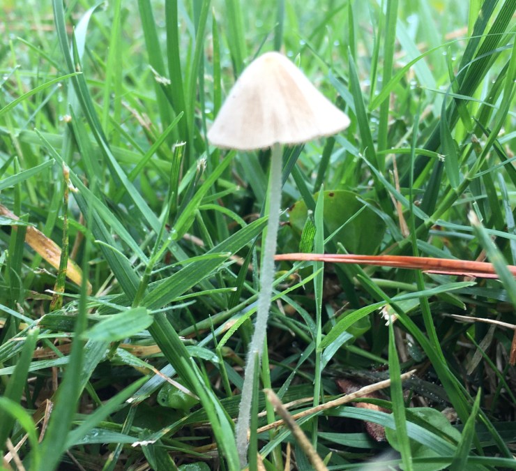 Conocybe earwormus Common name: Play Something Else!