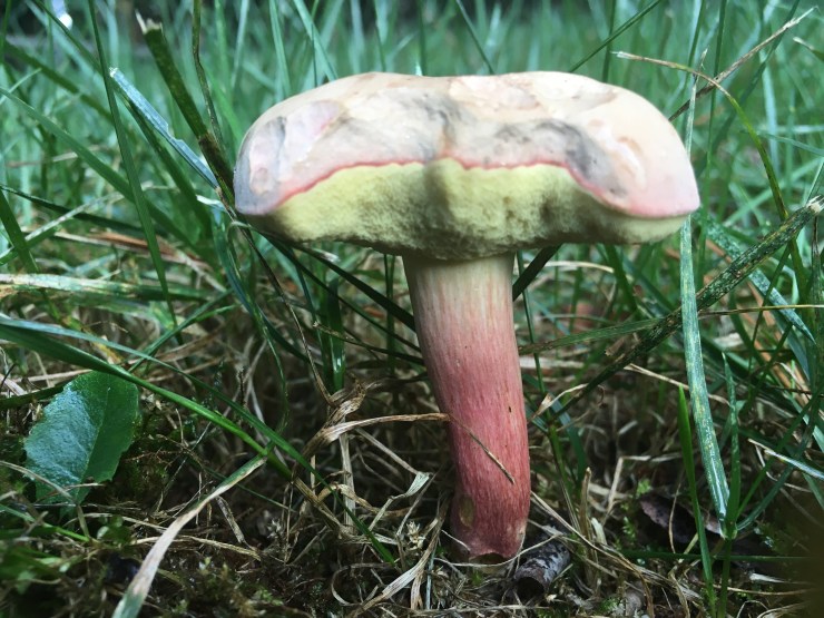 Xerocomellus secretsanta Common name: Oh, A Sweater.