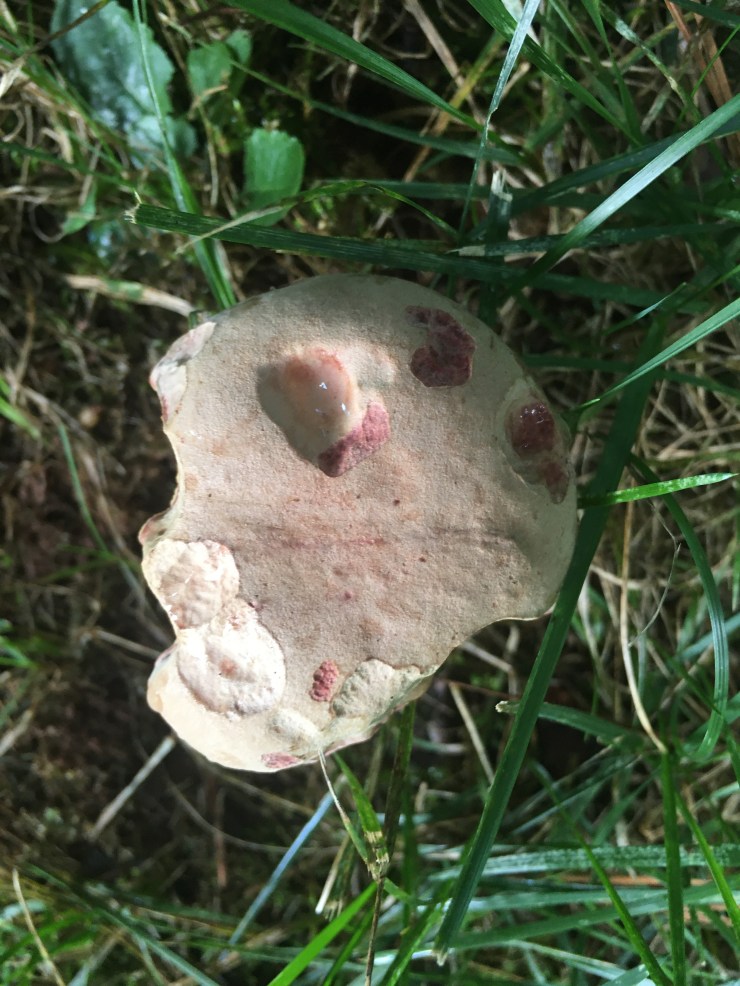 Xerocomellus secretsanta Common name: Oh, A Sweater.