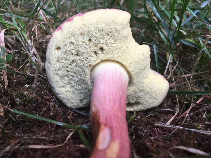 Xerocomellus secretsanta Common name: Oh, A Sweater.