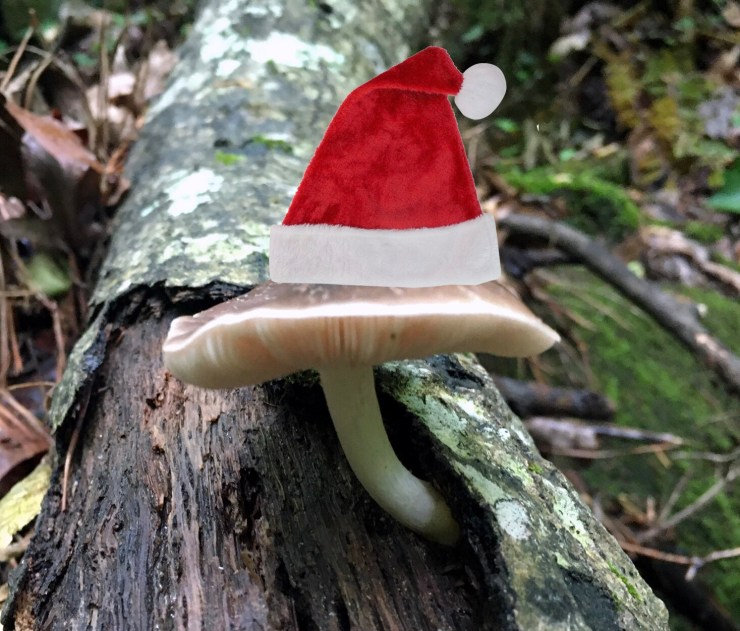 Mushroom wearing a Santa cap.