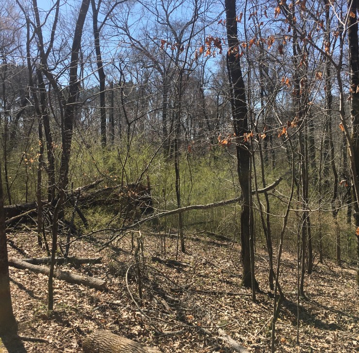 Trees beginning to bloom in forest.