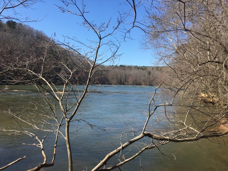 Tree in front of river.