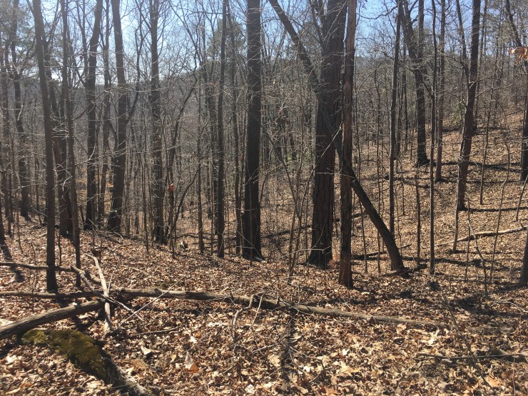 Rolling hills in forest.