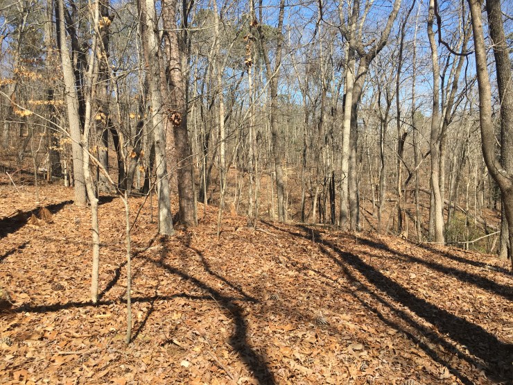 Rolling hills in forest.