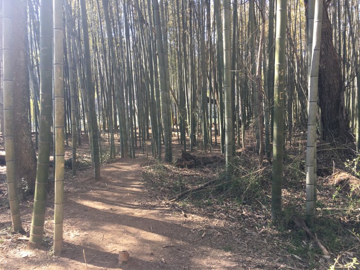 Entrance to bamboo forest.