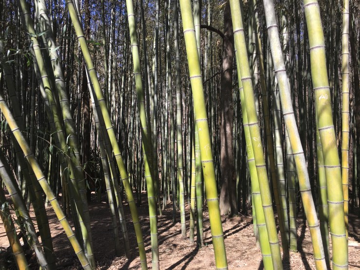 Thick bamboo forest.