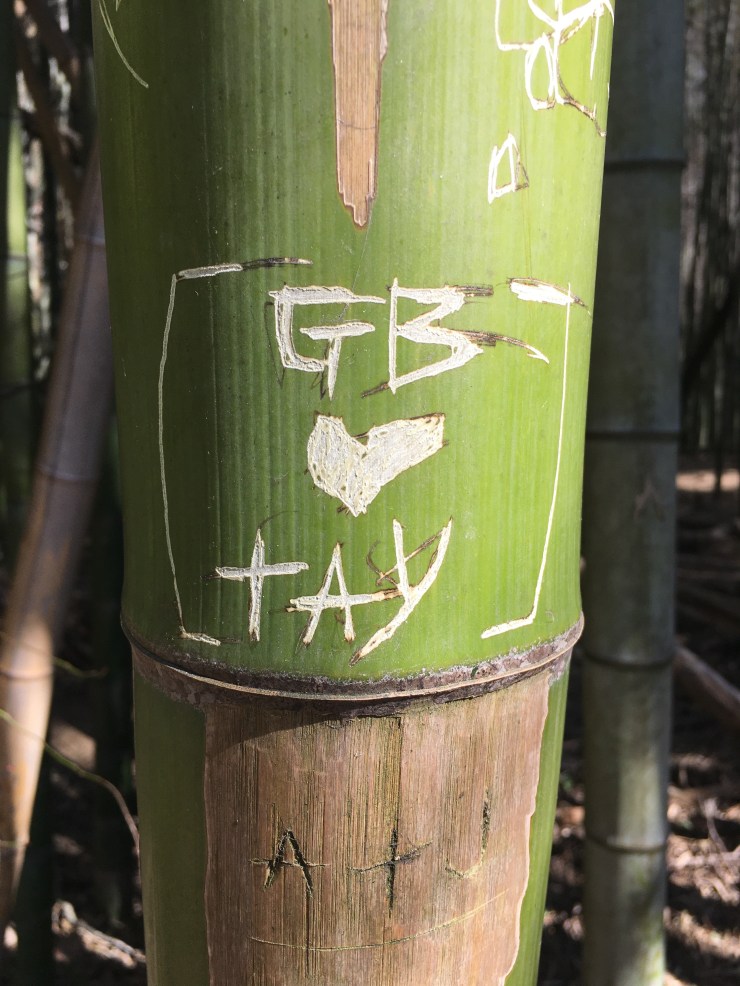 Lovers initials carved in bamboo with heart shape.