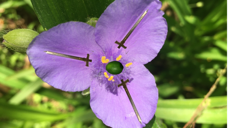 Purple flower with a lime in the middle and three swords piercing outward from the stamens.
