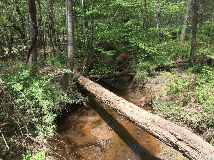 A tree lying diagonally across a still creek.
