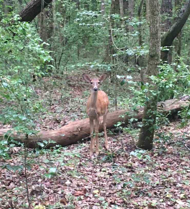 A deer in the woods staring at the camera.