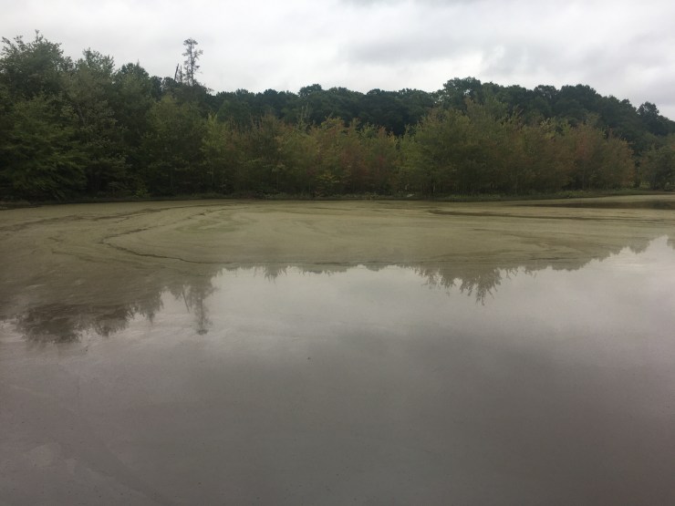 An algae covered lake in front of a forest.